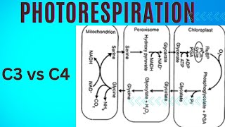 photo respiration for 1st year biology studentsC3 plants energy wasting process in plant [upl. by Llenahs]