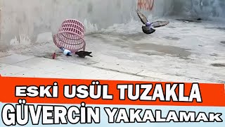 ESKİ USÜL TUZAKLA GÜVERCİN YAKALAMA ÇABALARIM İŞE YARADI MI Pigeon Trap bird trap [upl. by Atener]