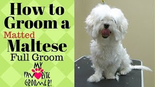 Grooming a Maltese Matted [upl. by Atinus]