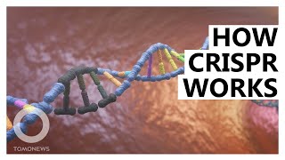 How CRISPRCas9 Gene Editing Works Animated Explainer [upl. by Adrahc]