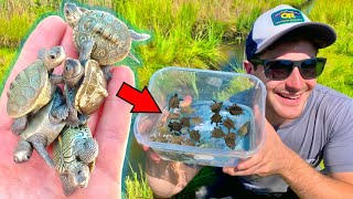 Releasing DOZENS of Cute Baby Turtles [upl. by Meerek]