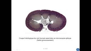 Histologie de lappareil urinaire 1 [upl. by Annadiane]