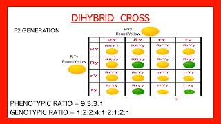 Dihybrid cross easy  Phenotypic and genotypic ratio of dihybrid cross  Heredity and evolution [upl. by Fraze]