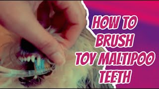 TOY MALTIPOO PUPPY TEETH BRUSHING PET HYGIENE TIPS HD  The Real Keshia [upl. by Reimer783]