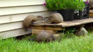 Groundhogs Fighting Groundhog Fight [upl. by Nitneuq]