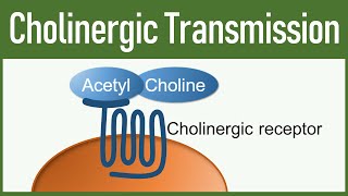 Cholinergic Transmission  Autonomic nervous system [upl. by Shulock336]