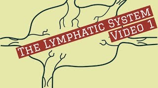 lymphatic system Video 1 New RecordingLeaving Cert Biology Lymphatic System [upl. by Culbert]