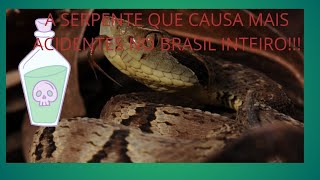 Algumas Curiosidades Sobre A Jararaca Ou Bothrops Jararaca 16 snakesbrazil snake cobras [upl. by Encratis]