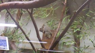 Ueno Zoological Gardens  Galao senegalensis ≪ Lesser Rsuhbaby ≫  ショウガラゴ [upl. by Lapo617]