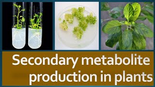 Secondary Metabolite production in plants [upl. by Petulia756]