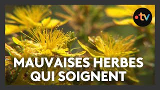 Ces mauvaises herbes qui soignent [upl. by Nikolaus741]