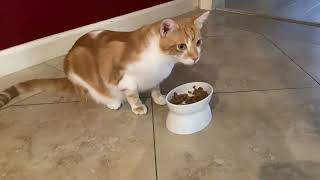 My cat orangey eating cat food [upl. by Dawn]