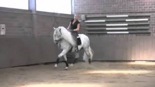 Camaron  PRE Stallion  For Sale [upl. by Joceline840]