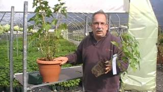 How to plant black currants [upl. by Uah]