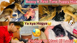 Gsd Giving Birth First Time NewBorn Puppies  Zindagi Or Maut Ki Ladai😔 [upl. by Salguod]