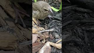 Mantis nymph is nearly eaten by Hugh the Cowbird but lives because of an exceptional startle display [upl. by Sim]