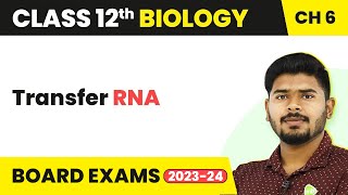 Class 12 Biology Chapter 6  Transfer RNA  Molecular Basis of Inheritance 202223 [upl. by Nicolella997]