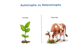 Autotrophs vs Heterotrophs  Differences  Class 10th NCERT  Science  Biology [upl. by Aras]