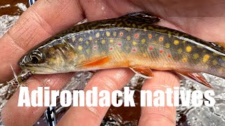 Adirondacks Fly Fishing Native Brook trout [upl. by Loni]