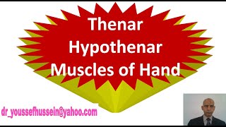 21 Thenar and hypothenar muscles of the hand [upl. by Harsho]