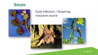 Control strategies for downy mildew and Botrytis [upl. by Nerraf]