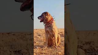 Turkish Kangal vs Caucasian Shepherd – Ultimate Power Showdown 🐕💥 [upl. by Pollock]