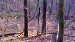 Squirrel Hunting with Feists Dogs [upl. by Stander375]