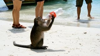 Monkey Beach Phuket ThailandMonkey plays with selfi stick [upl. by Novej840]