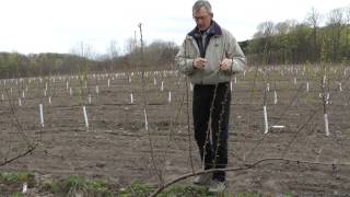 Growing the Upright Fruiting Offshoot UFO [upl. by Neirrad]