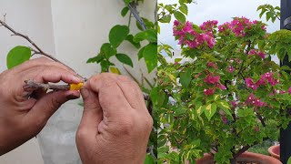 Bougainvillea Grafting  Grafting Of Bougainvillea Plant  Fun Gardening [upl. by Orth]