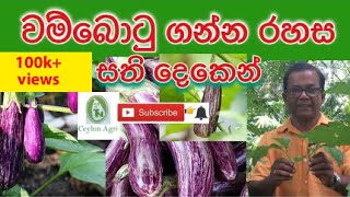 How To Grow Brinjal at Home සති දෙකෙන් වම්බොටු එලදාව ගන්න රහස Ceylon Agri Episode 20 [upl. by Oremor]