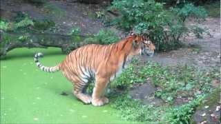 Tijger poept  Dierenpark Emmen [upl. by Shaner]