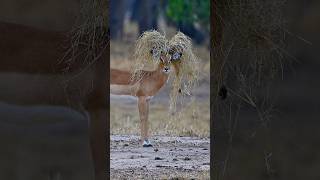 Impala Rocking a Bush Wig—Nature’s Fashion Statement [upl. by Neelac]