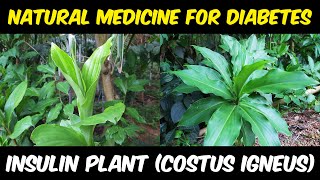 Insulin Plant Costus igneus  Best Natural Medicine For Diabetes [upl. by Mikel]