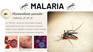 Malaria 🦟🦟🦟 malaria satisfying lab [upl. by Nesahc]