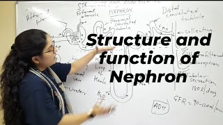 Structure and function of Nephron Main unit of Kidney Biology Budding Champs 🏆 [upl. by Gelhar442]