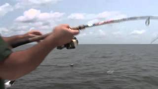 Tripletail out of Pass Christian Mississippi The Fishermans Guide with Captain Ronnie Daniels [upl. by Drolyag]