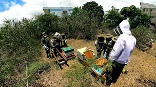 Apiculture au collège Célimène Gaudieux [upl. by Jackie]