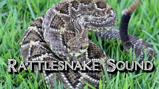 Rattlesnake Sound [upl. by Anselmi]