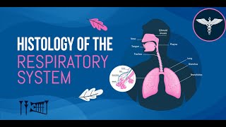 HISTOLOGY  LEC 3  Respiratory System طب اسنان مرحلة ثانية [upl. by Sualokin385]