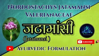 Jatamansi PlantजटामांसीDravyaguna Plantद्रव्यगुणNordostachys jatamansiBAMS 2nd Year [upl. by Nyrrat875]