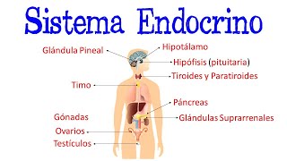 🌐 Sistema Endocrino  Glándulas  Hormonas 💫 Fácil y Rápido  BIOLOGÍA [upl. by Abeu]