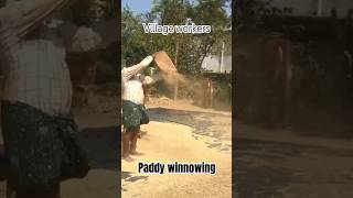 winnowing winnowingpaddy winnowinggrains paddy winnowingrice naturalfarming villagelife [upl. by Nazar]