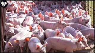 How American Farmers Raise Millions of Pigs  Modern Pig Farms [upl. by Ela]