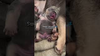 Tiny Pitbull Puppys Adorable Sleepy Face Melts Hearts pitbull dogbreed pitbullsofficial shorts [upl. by Itoyj]