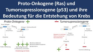 ProtoOnkogene und Tumorsupressionsgene Ras  p53  Entstehung von Krebs  Biologie Oberstufe [upl. by Hayila563]