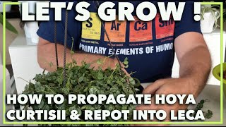 HOW TO PROPAGATE HOYA PLANT Striped wax plant Hoya curtiisii [upl. by Amie124]