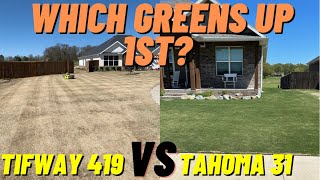 The Race to a GREEN LAWN  Spring GreenUp of Tahoma 31 vs Tifway 419 Bermudagrass [upl. by Ardnola]