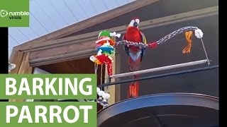 Parrot perfectly imitates sound of barking dog [upl. by Vento]