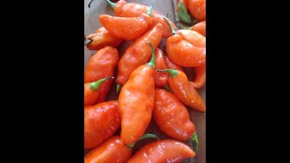 How to Grow an Ocean of Habanada Peppers [upl. by Olaf]